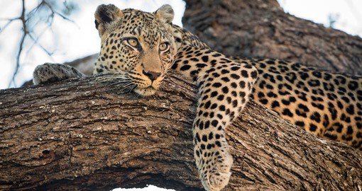 All of Africa's Big Five can be spotted in the Timbavati Game Reserve