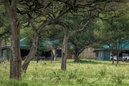 Nimali Central Serengeti