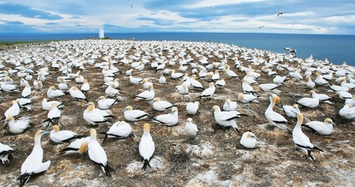 Gannets at Cape Kidnappers gannet colony
