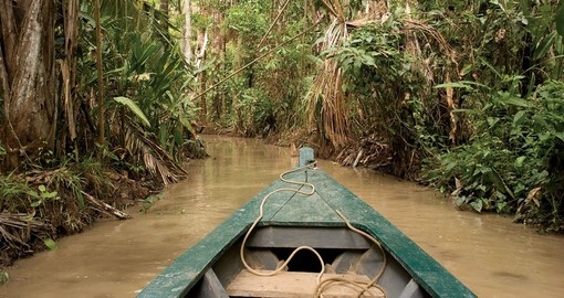Exploring the Amazon Jungle