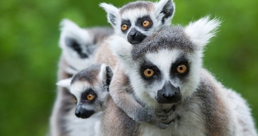 Ring-tailed lemur with her babies - always a popular photo opportunity on your Madagascar vacation.
