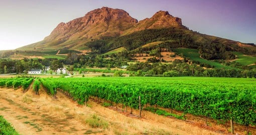 The second oldest town in South Africa, Stellenbosch is known for its natural beauty and oak-lined avenues