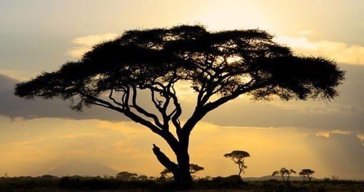 A large Acacia tree backlit against a Kenyan sunset