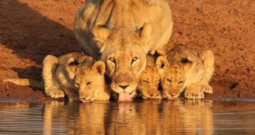 Lioness and cubs, Etosha National Park