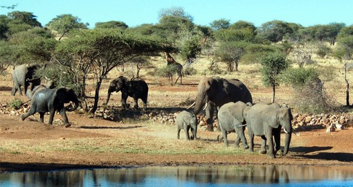 Timbavati is part of South Africa's 'Save the Elephant' research programme