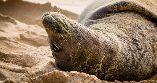 The endangered Hawaiian monk seal