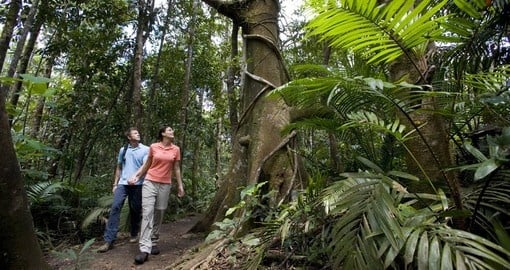 Visit the Oldest Living Rainforest on your Australia vacation