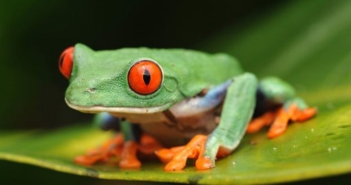 Red eyed green tree frog