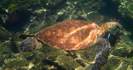 Marine turtle