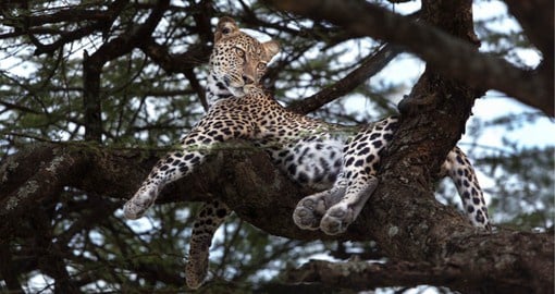 The density of wildlife inhabiting the Ngorongoro Crater is among the highest in Africa