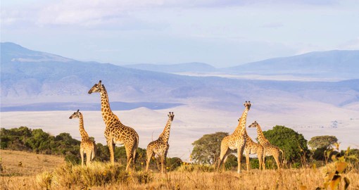 The majestic Giraffe on the rim of the crater are a great introduction to your Tanzania safari