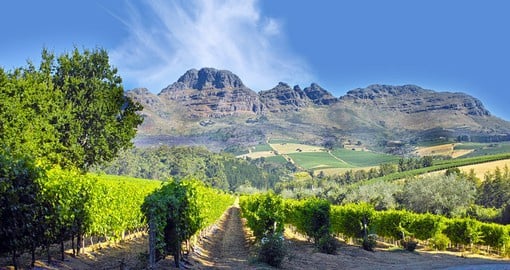 The lush vineyards of the Cape Winelands produce some of the country's best wines