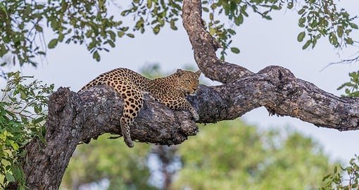 A leopard stands out during the emerald season - a great photo opportunity on your Zambia vacation.