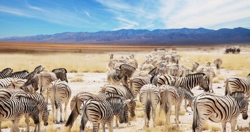 Zebras in Sernegeti National Park