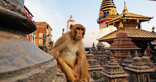 Monkeys are not uncommon in Katmandu