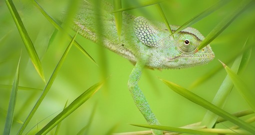 Green African Chameleon