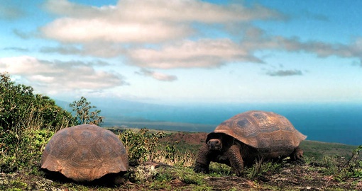 Galapagos Land Tortoises