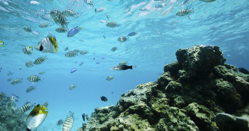 See amazingly colourful fish snorkeling in Bora Bora's coral gardens on your Bora Bora Vacations.