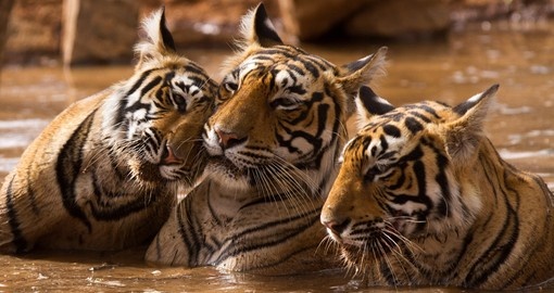 A Tiger Family