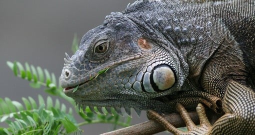A black iguana