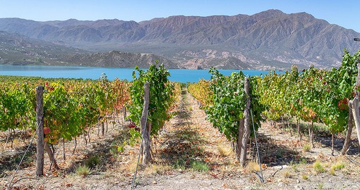 Mendoza is the largest wine region in South America