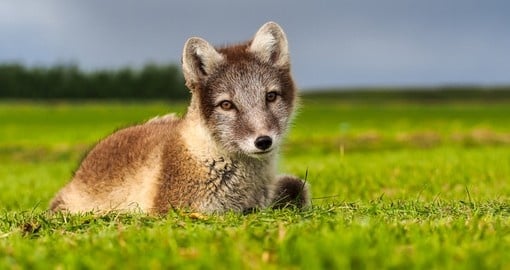 Icelandic Artic Fox