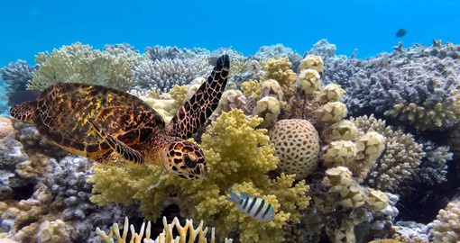 Globally, the largest populations of sea turtles are to be found on the Great Barrier Reef