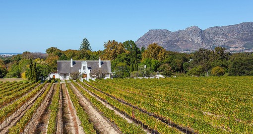 The Cape Winelands are home to some of the world's most bountiful vineyards