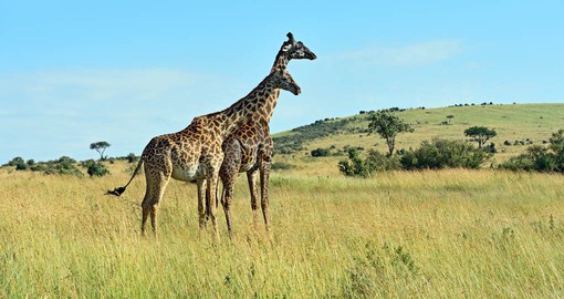 Masai Mara's rolling savannah is home to a vast diversity of wildlife