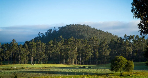 Green landscape that surrounds the Hacienda
