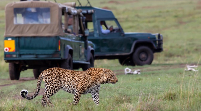 Maasai Mara national reserve safari