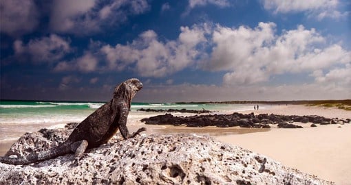 Marine Iguanas are endemic to the Galapagos Islands and are the world's only sea-going lizards