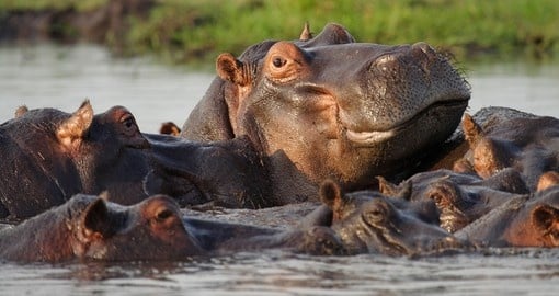 Hippopotamus pool, Chobe River