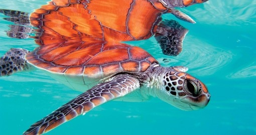 Take a swim with Turtles