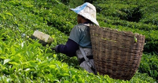 Picking tea at one of many tea plantations