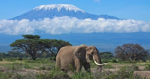 Africa's majestic Mount Kilimanjaro - always a highlight on African vacations.