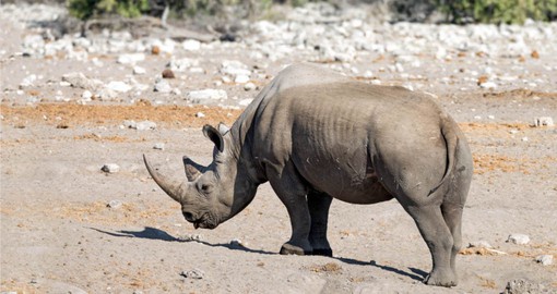 Rhinos, one of Africa`s Big 5, are a part of your Namibia Safari