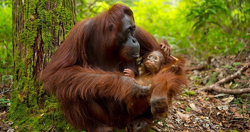 Juvenile orangutans will stay with their mother for up to seven years
