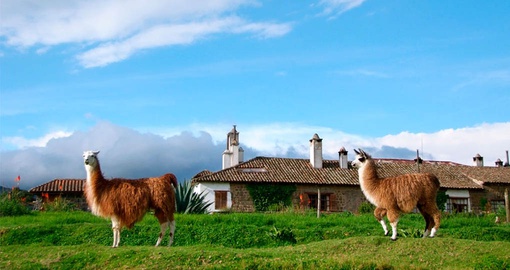 Friendly Llamas at the Hacienda