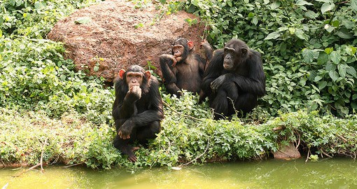 Kibale National Park provides the opportunity to see chimpanzees in their natural habitat
