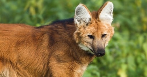 Red maned wolf in the wild