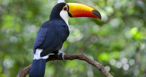 Colourful toucan