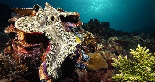 Explore Clerke Reef, where the shallow, warm waters are rich with marine life.