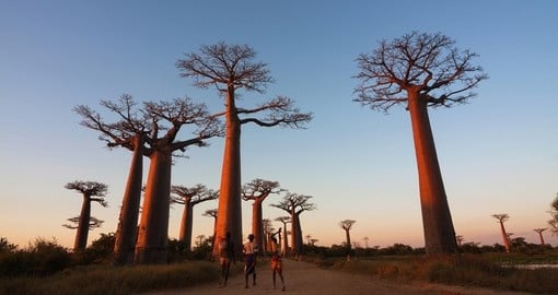 Baobab alley