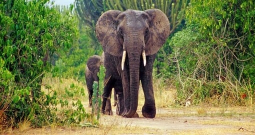Elephants in the Queen Elizabeth National Park in Uganda