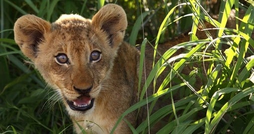 Lion cub, Kruger National Park