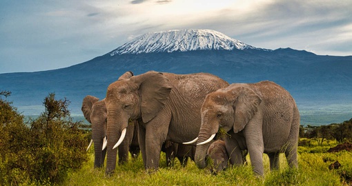 Elephants in Amboseli National Park