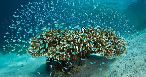 Pacific coral reef