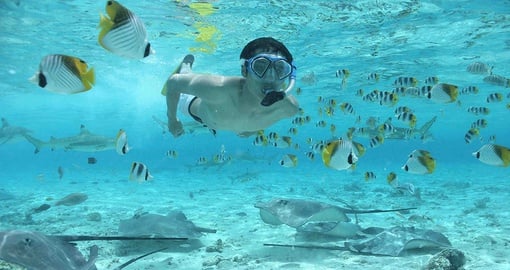 Enjoy Swimming with stingrays on your tour