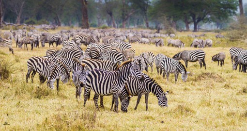 Serengeti National Park has the greatest concentration of plains game in Africa
